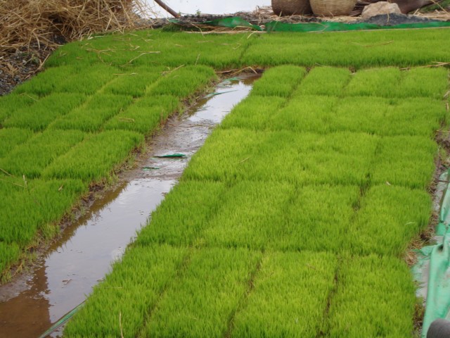 Paddy nusery for transplanter.